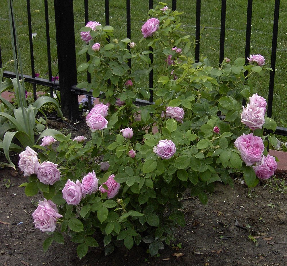  photo Reine-Victoria-bush.jpg